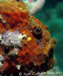 Frog fish in Veracruz (Cabomex)
Canon G12 Ikelite housin... by Juan Cortes 